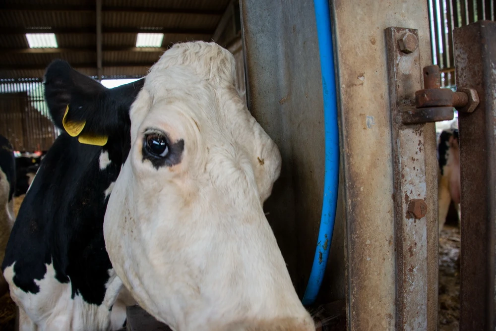 Die Kuh akzeptierte zusehends die Nähe der Kamera (© MUBI/BBC)