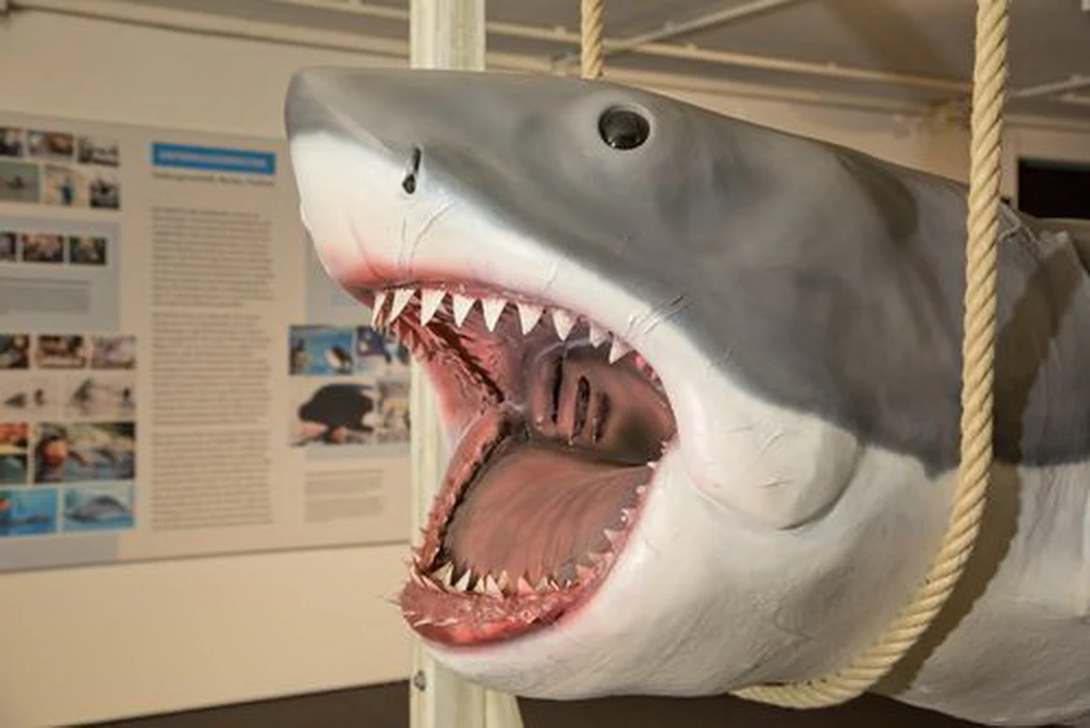 „Animal Actors“ zeigt u.a. Spielbergs weißen Hai (© Filmmuseum Düsseldorf)