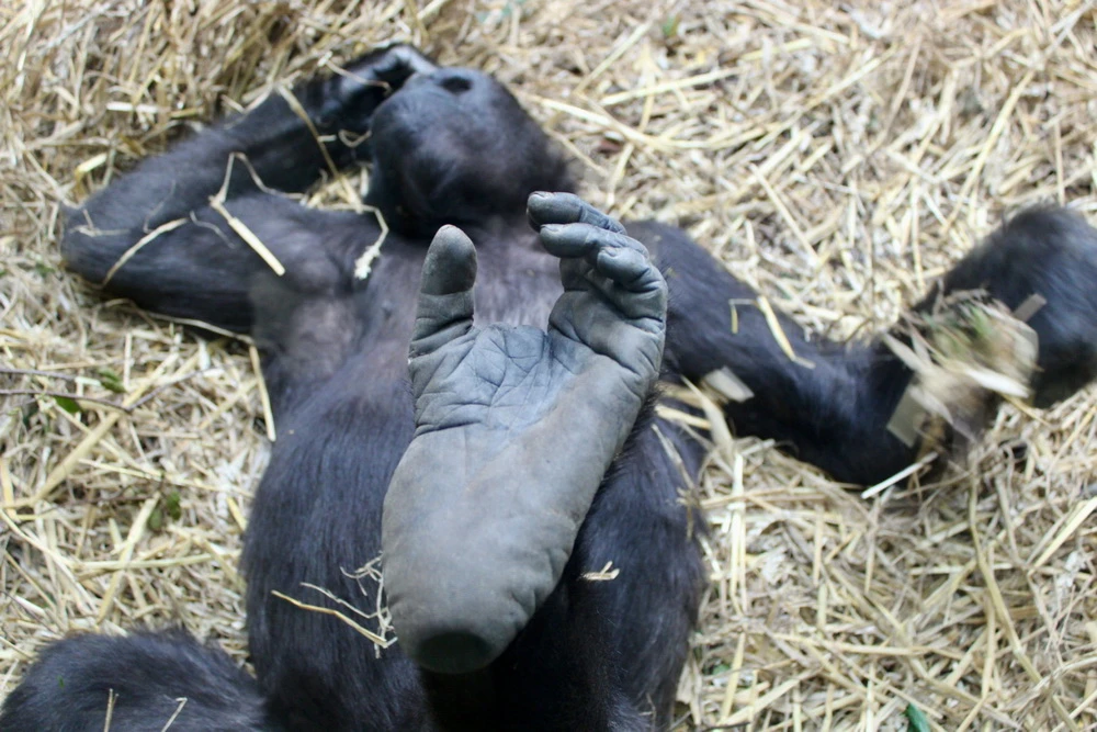 Der Dokumentarfilm „Der unsichtbare Zoo“ wartet noch auf seinen Kinostart (© Pantera Film)