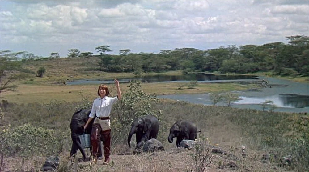 Auch der „Baby Elephant Walk“ aus „Hatari!“ gehört zu Mancinis Ohrwürmern (© Paramount)