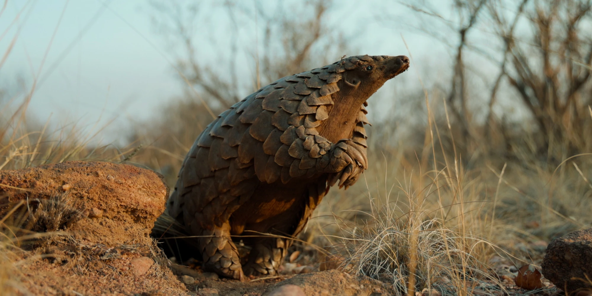 Der tierische Protagonist in "Pangolin: Kulus Weg" (© Netflix)